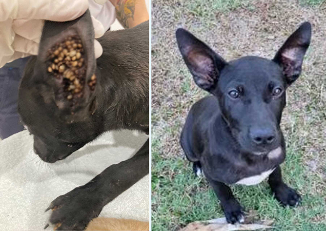 Puppy Conrad with severe tick burden